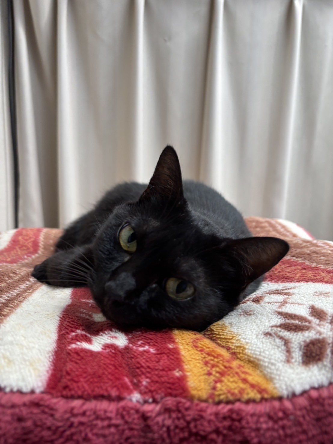 黒猫アルル on X: 