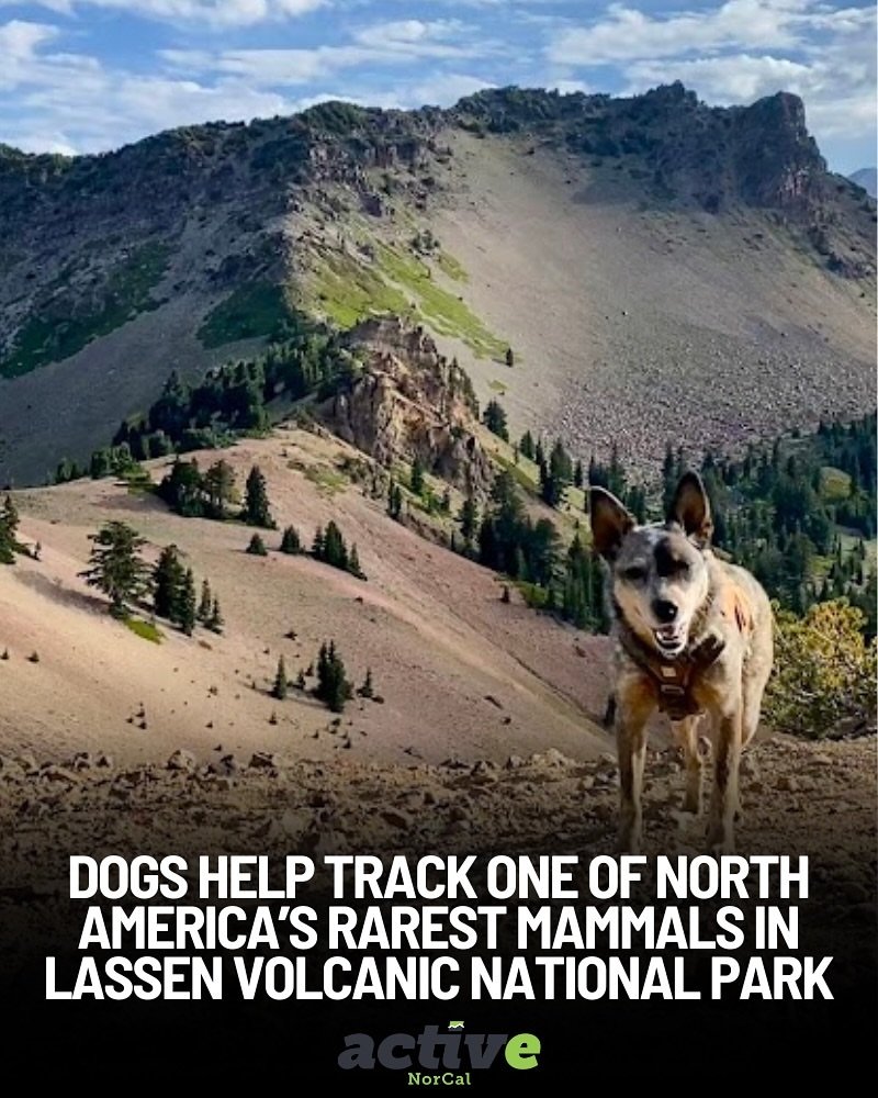 roguedetection's tweet image. Hot off the press! Our #ConservationDogs are in @abcnews for their efforts detecting endangered Sierra Nevada red foxes with @CaliforniaDFW biologists in @LassenNPS 🦊🐕🗞️

krcrtv.com/news/local/dog…