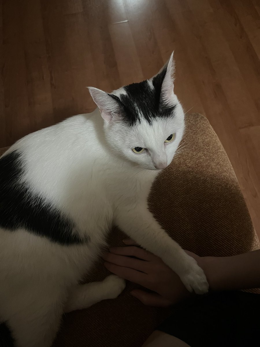 на меня лапу положили, это что значит вообще блин