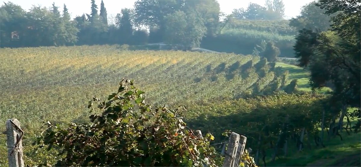 Umani Ronchi Casal di Serra Verdicchio dei Castelli di Jesi Classico Superiore DOC 2022—big aromatics, vivid fruitiness, saline-minerality, excellent texture. Balanced, delicious, checks all white wine boxes. Sea-salty finish particularly entertaining. open.substack.com/pub/gusclemens…