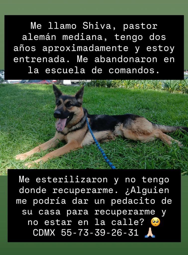 Esta perrita necesita resguardo temporal urgente para recuperarse de su esterilización. No hay quién la reciba. Es pastor alemán, está entrenada.

También busca hogar definitivo.

Contacto 5573392631.

Me ayudan a difundirla? 🙏🏻

23/9/2025