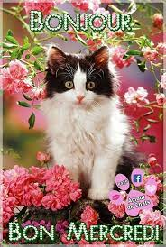 marillion13's tweet photo. # 4:
I´d been following #CobyTheCat on IG &amp; FB until the #META AI deleted my there accounts in 03/24 and 09/24, as far as I know he´s not on X or Bluesky.
The BSH Cat with probably the bluest eyes that a cat of that breed can have.
😽😽😽💖💖💖 https://t.co/PgGXZDC8yy
