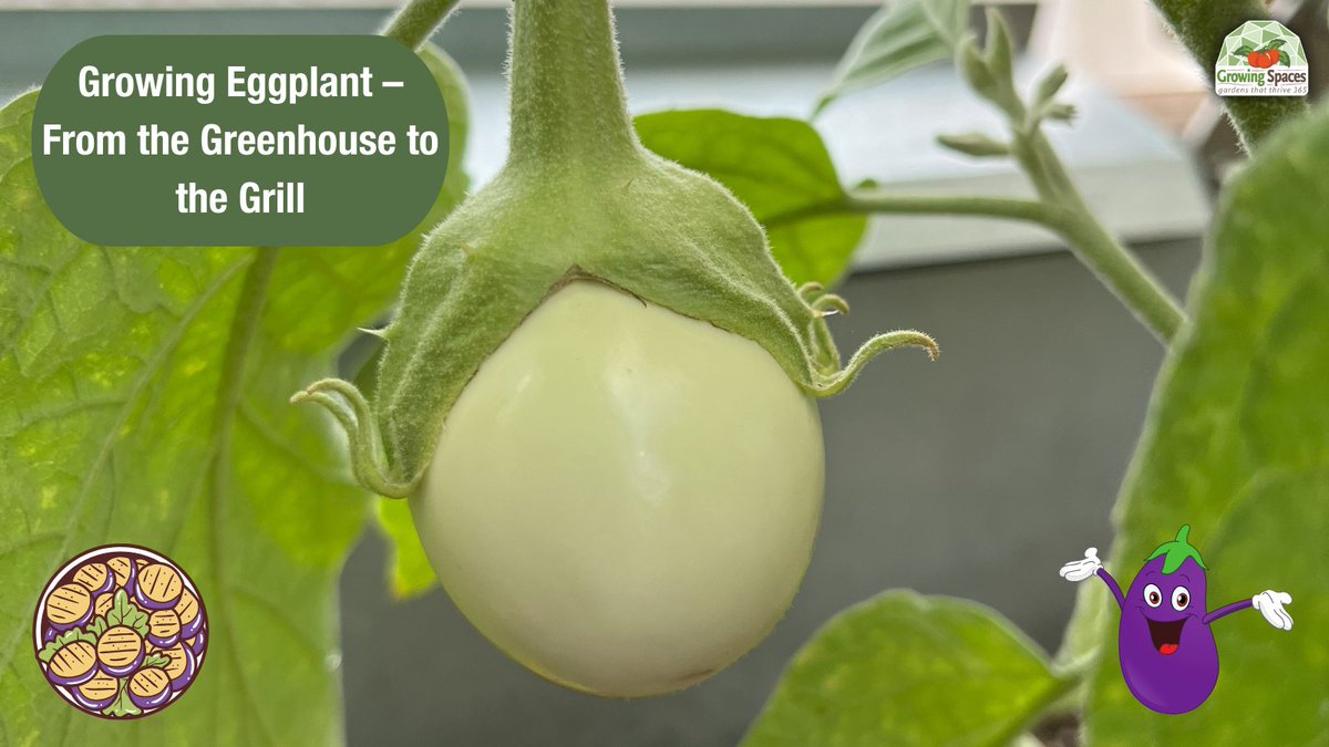 Eggplants are easy to grow and beautiful. Eggplant has different skin, texture, and flavor profiles suitable for various cuisines as well as cooking methods. 🍆🌱

#eggplant #GrowingSpaces #growfood