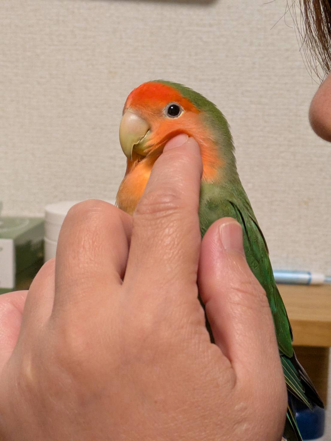 銀子のインコさん (@ginko_no_inko) / X