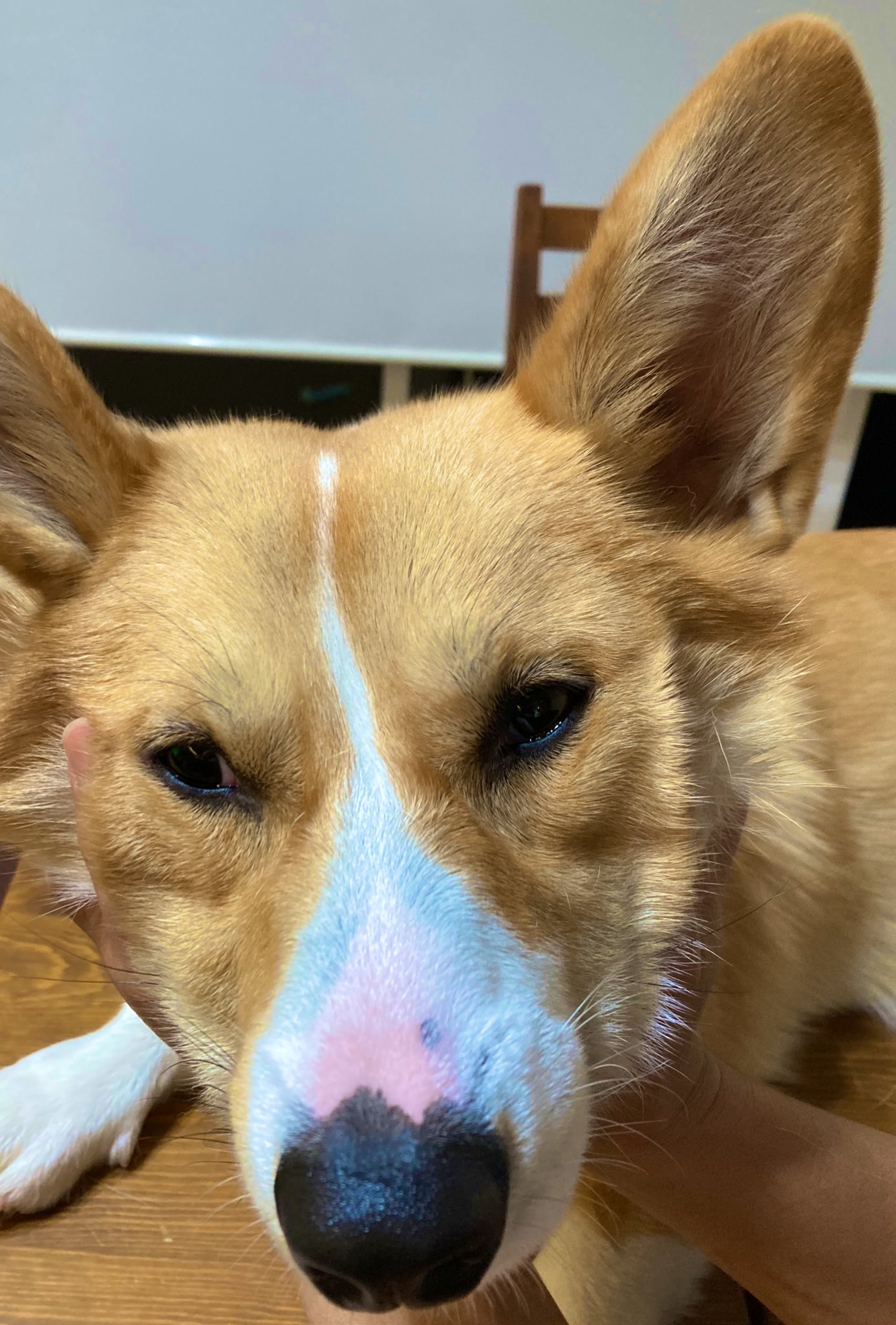 コーギースンスン (@sunsunmitachan) / X