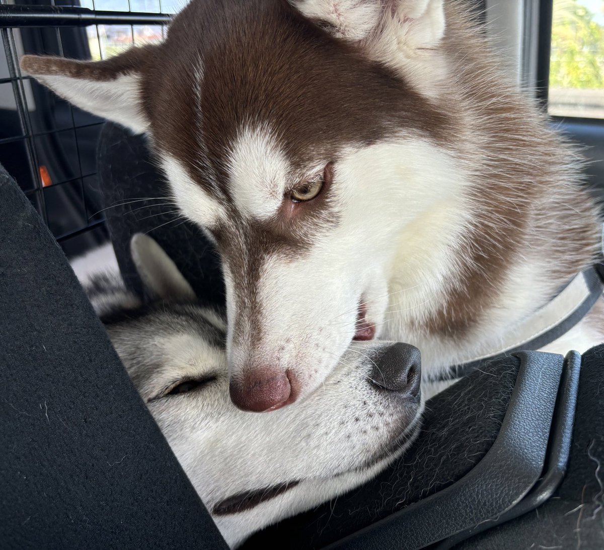 Highlights by ふくまる＋ぶな＝ (@fukumaru_buna) / X