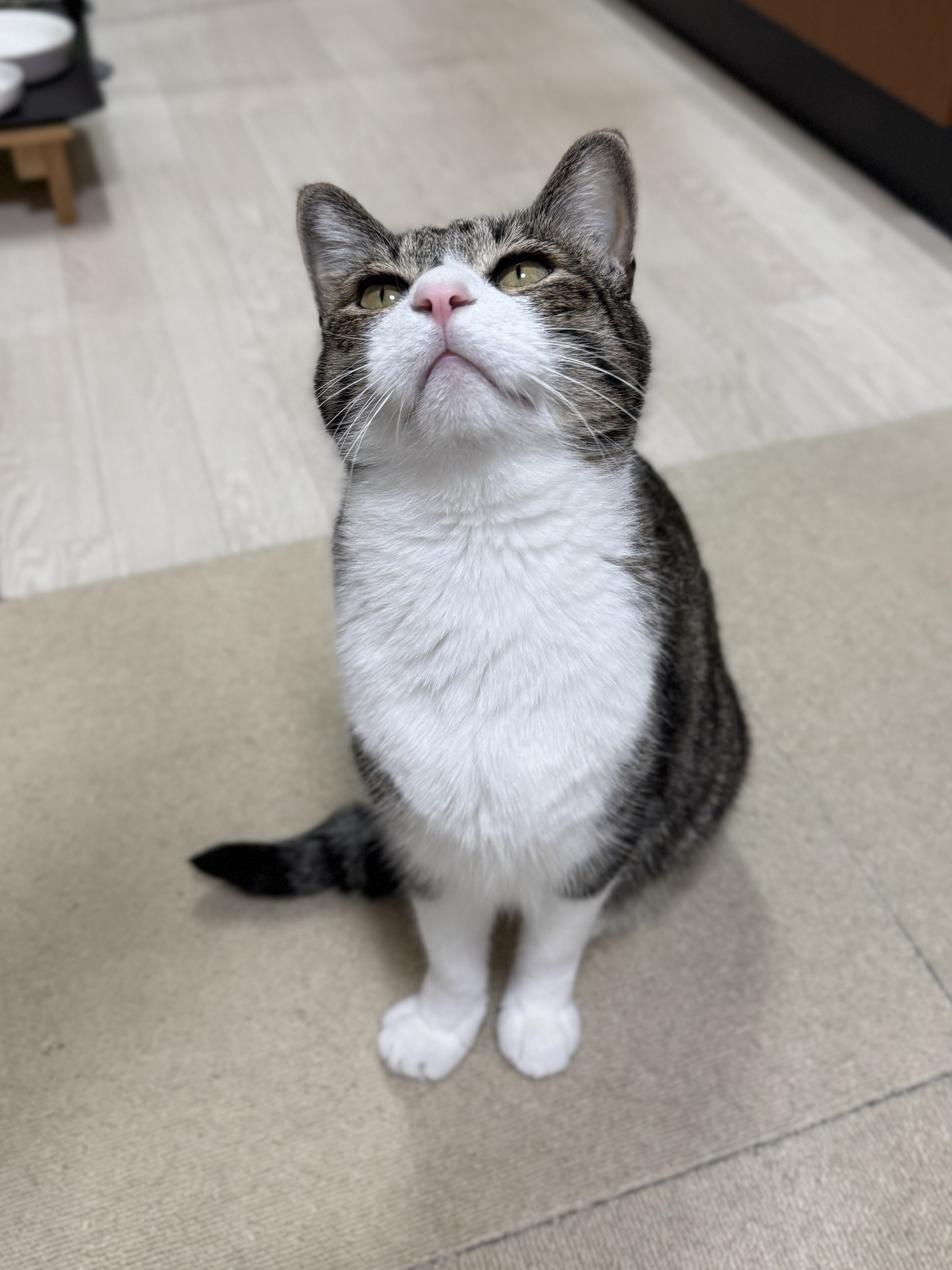 ぎんねこページ おまとめ 🍼ねこ親さん募集準備中🍼 吉野沢兄弟 ぎんなんくん(緑