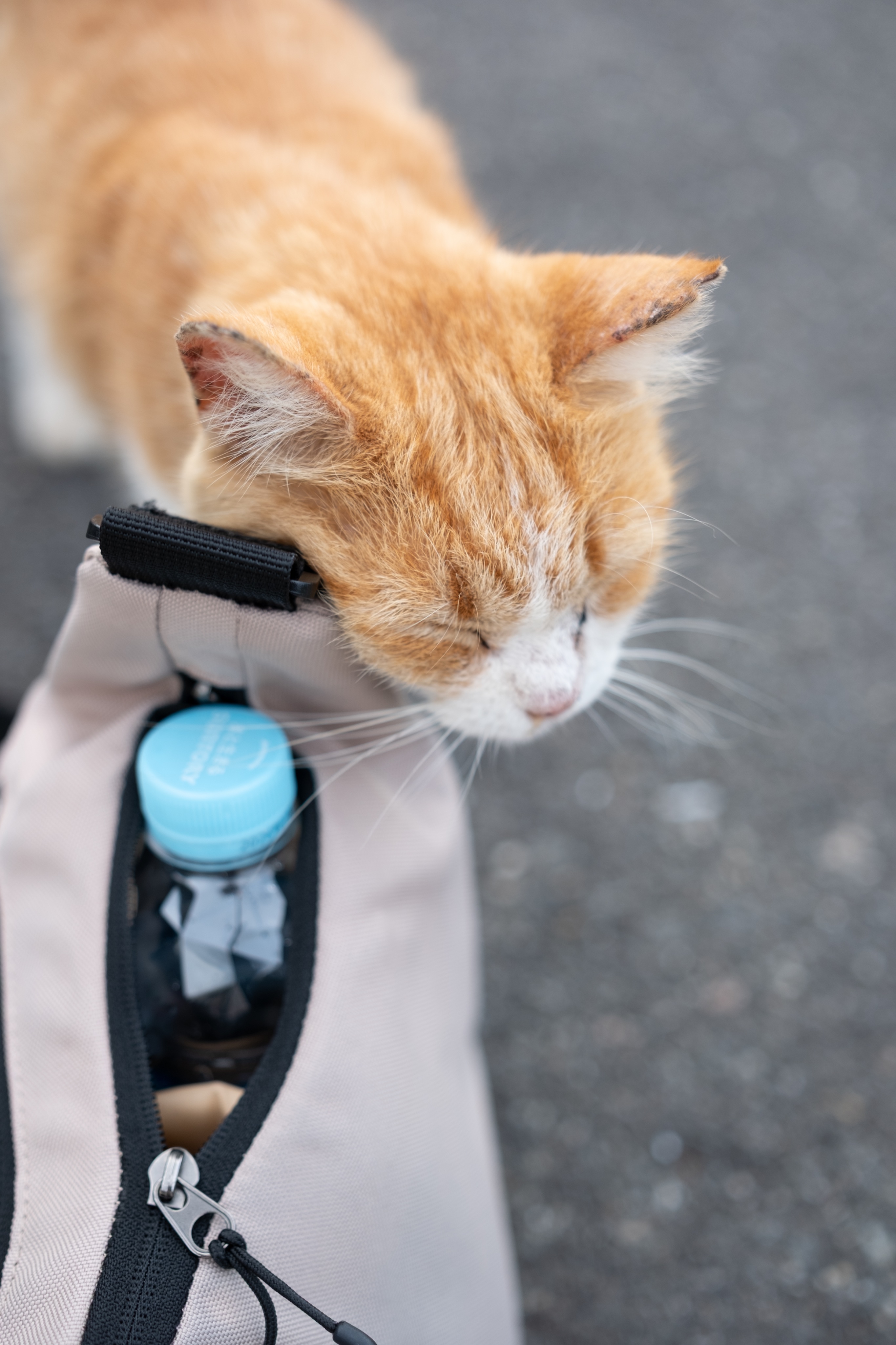 青猫本舗＊即購入OK＊ 6.jpg?v=1736921314&width=1946