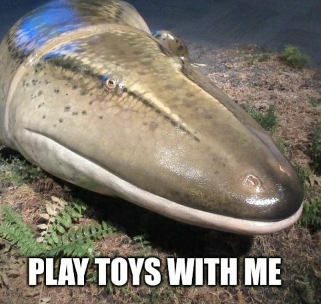 DaPup Mur (@murdapup) on Twitter photo 