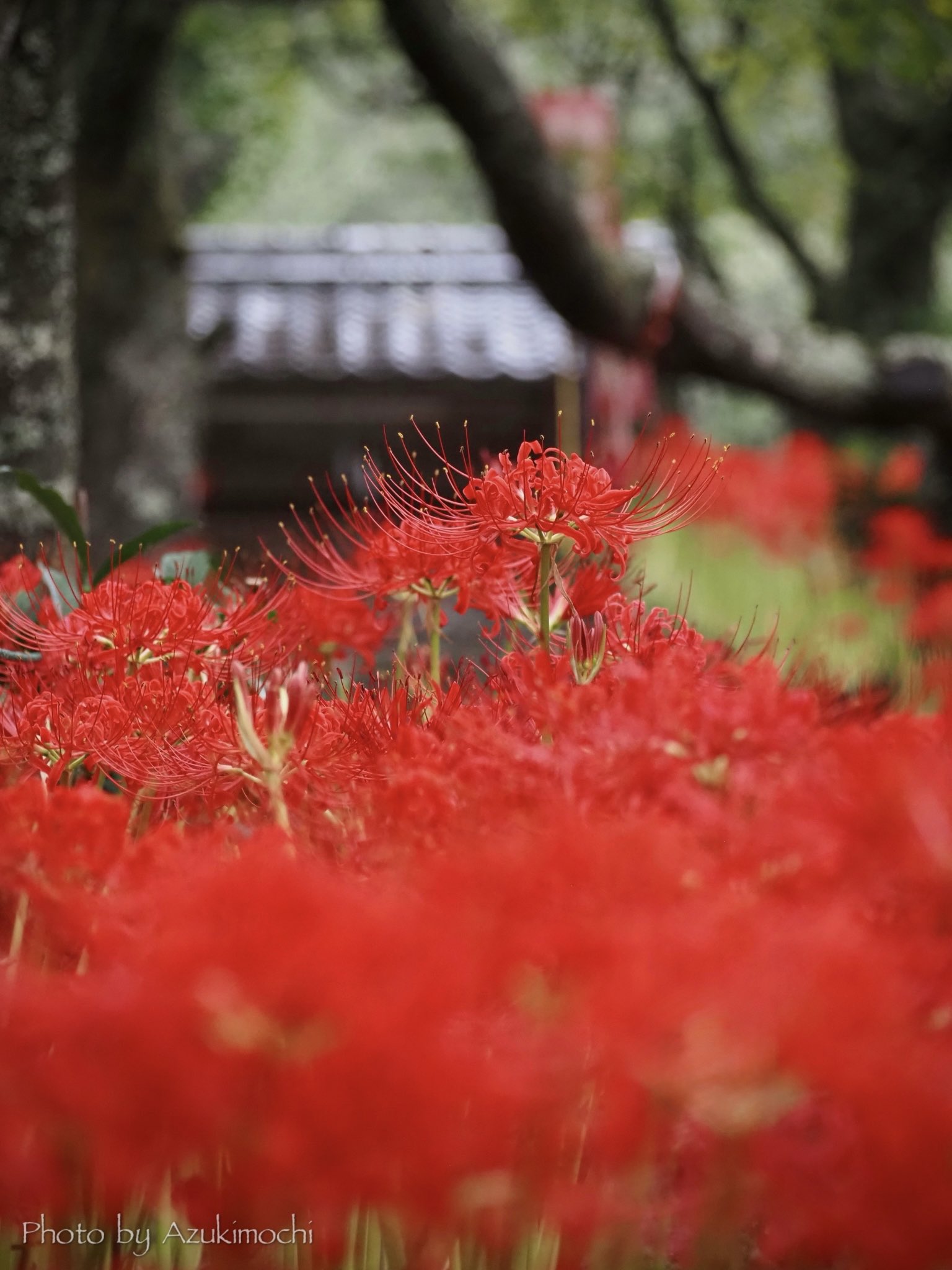 No.16♡赤色小花のふかふか花びらスタイ♡ 赤ロリータで京成バラ園へお出かけ！桜井ひかるのかわいい
