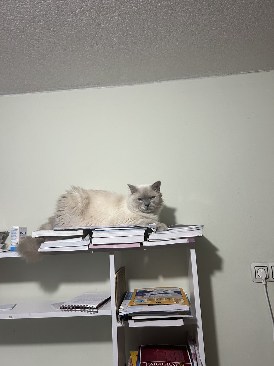 Çünkü uyumak için başka yer kalmadı :)