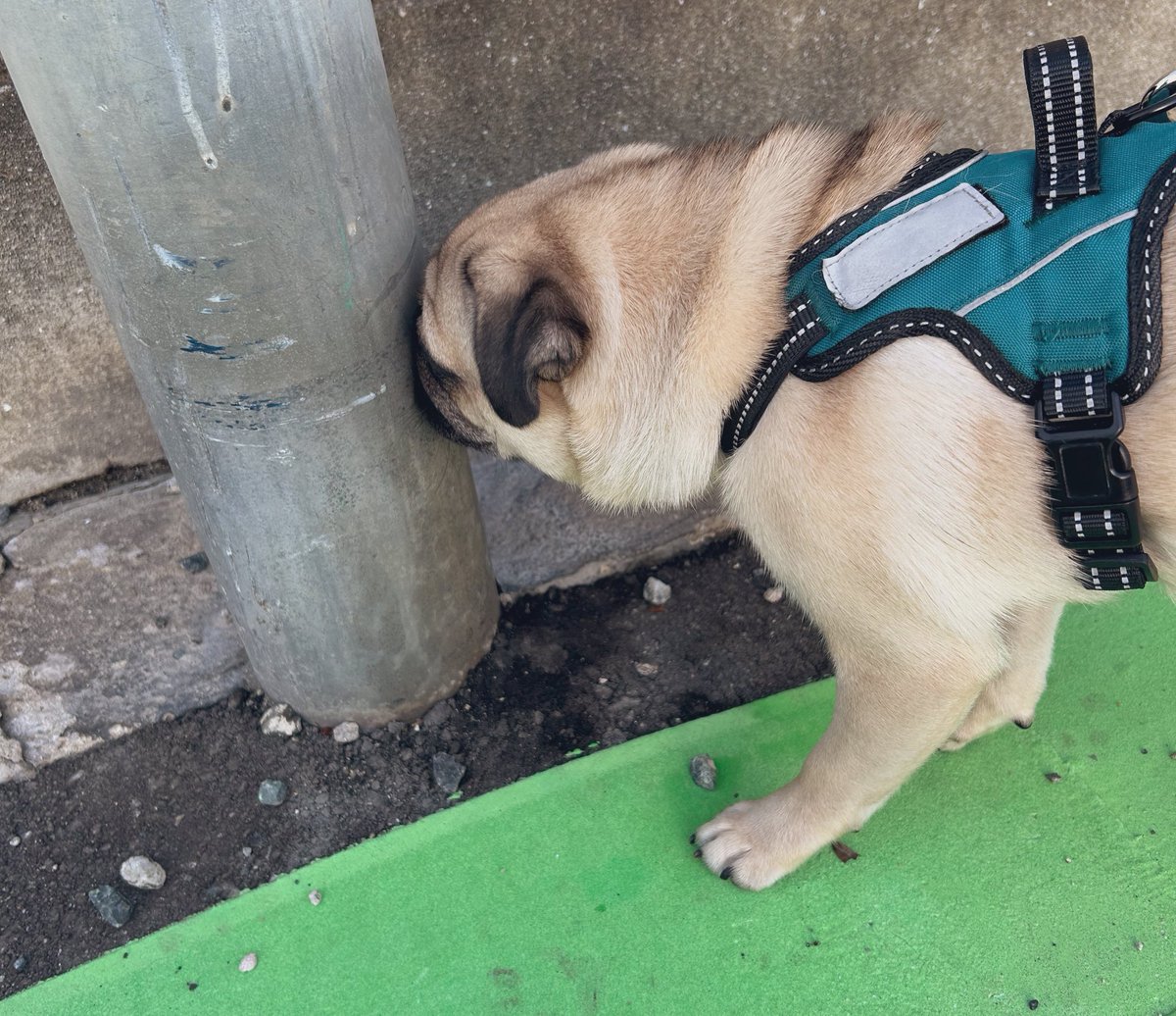 monji_pug's tweet image. おはようございます
朝の散歩🐾
