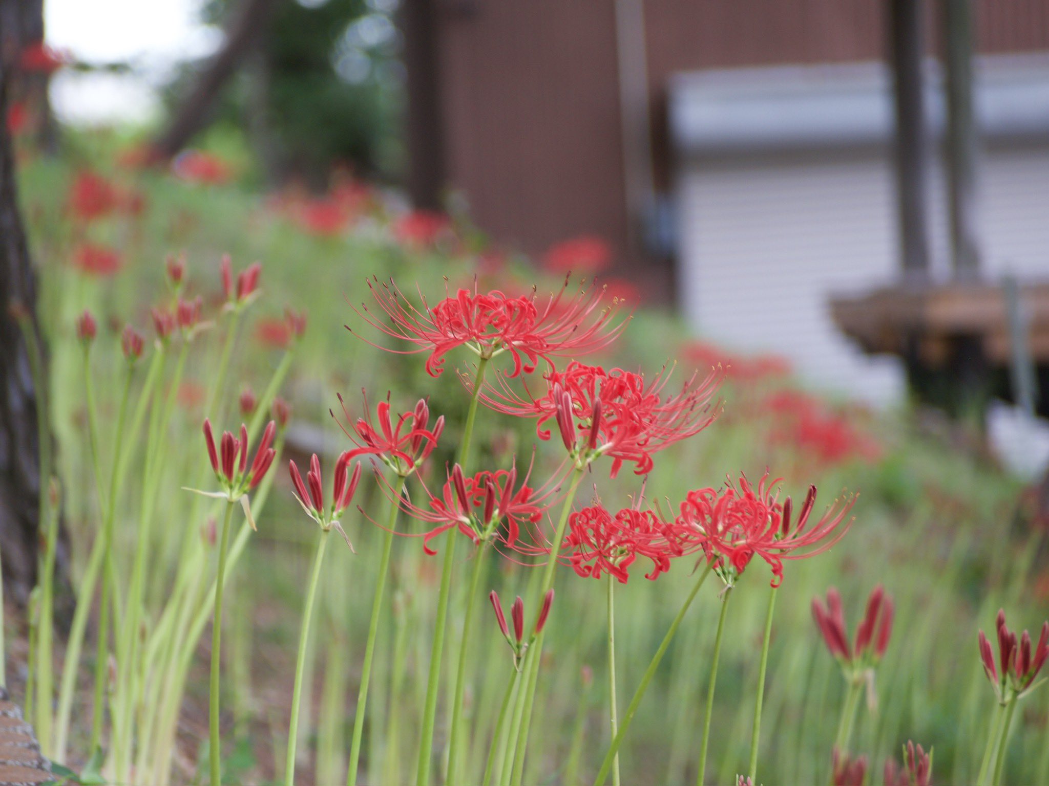 未完成風景 あきつき35mm on X: 
