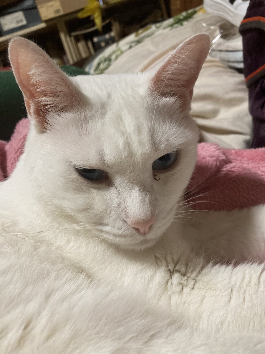 おはようございます。昨日の犬と猫を見て恋しくなってます。みなみはバス停まで送ってくれました。フジは術後、元気いっぱいです。メルを撮り忘れてる…。メルも元気です！昨夜、ジンは美味しいけど酔ってしまうってのを発見していながらまた飲んじゃいました。寝て起きてやっと復活。さてとー。