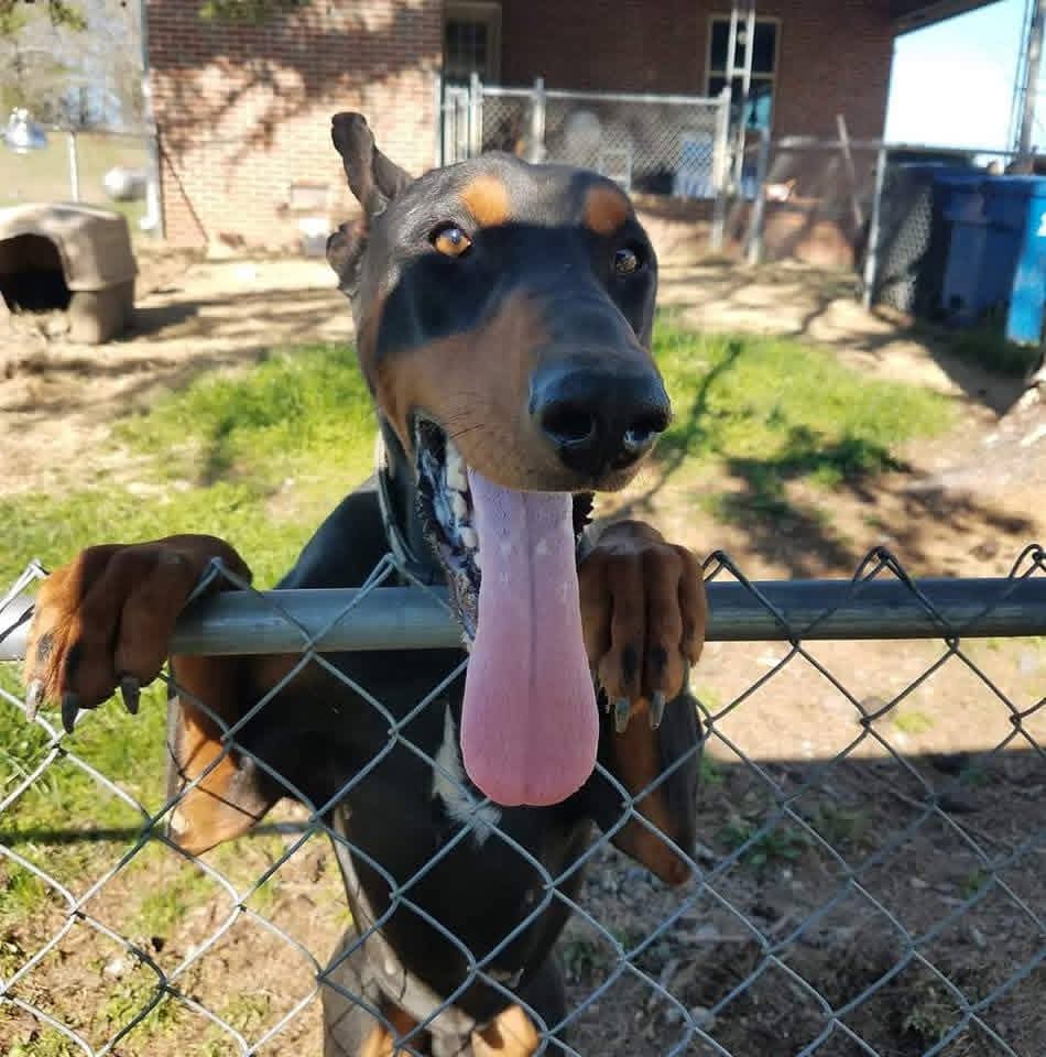 wfaust720's tweet photo. @_XDogs Junior was our buddy! https://t.co/9Sqo9zNEfL