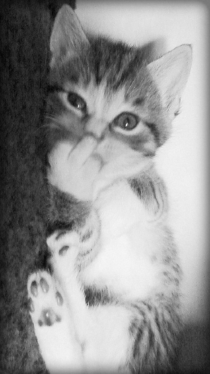 GM Frens!

Heute ist wieder der #MittelfingerMittwoch. Feiern wir ihn mit #Gadse und gute Laune.