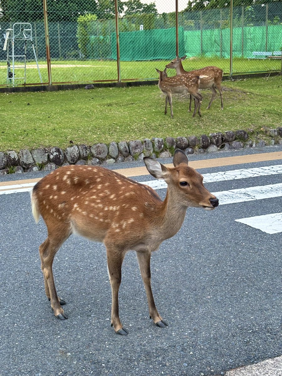 横断歩道で出会った鹿さん