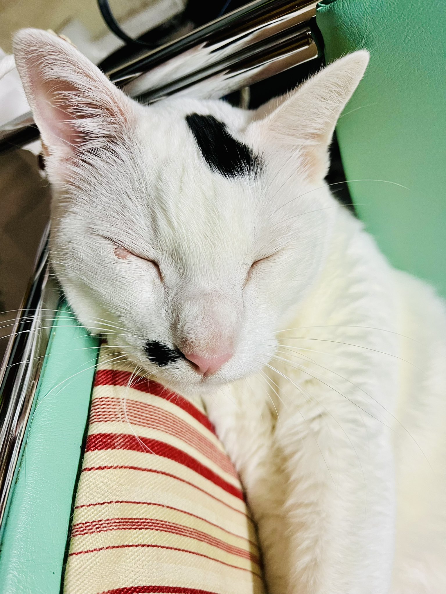 ねこ 価格の安いMIX猫（父：ベンガル 母：セルカークレックス