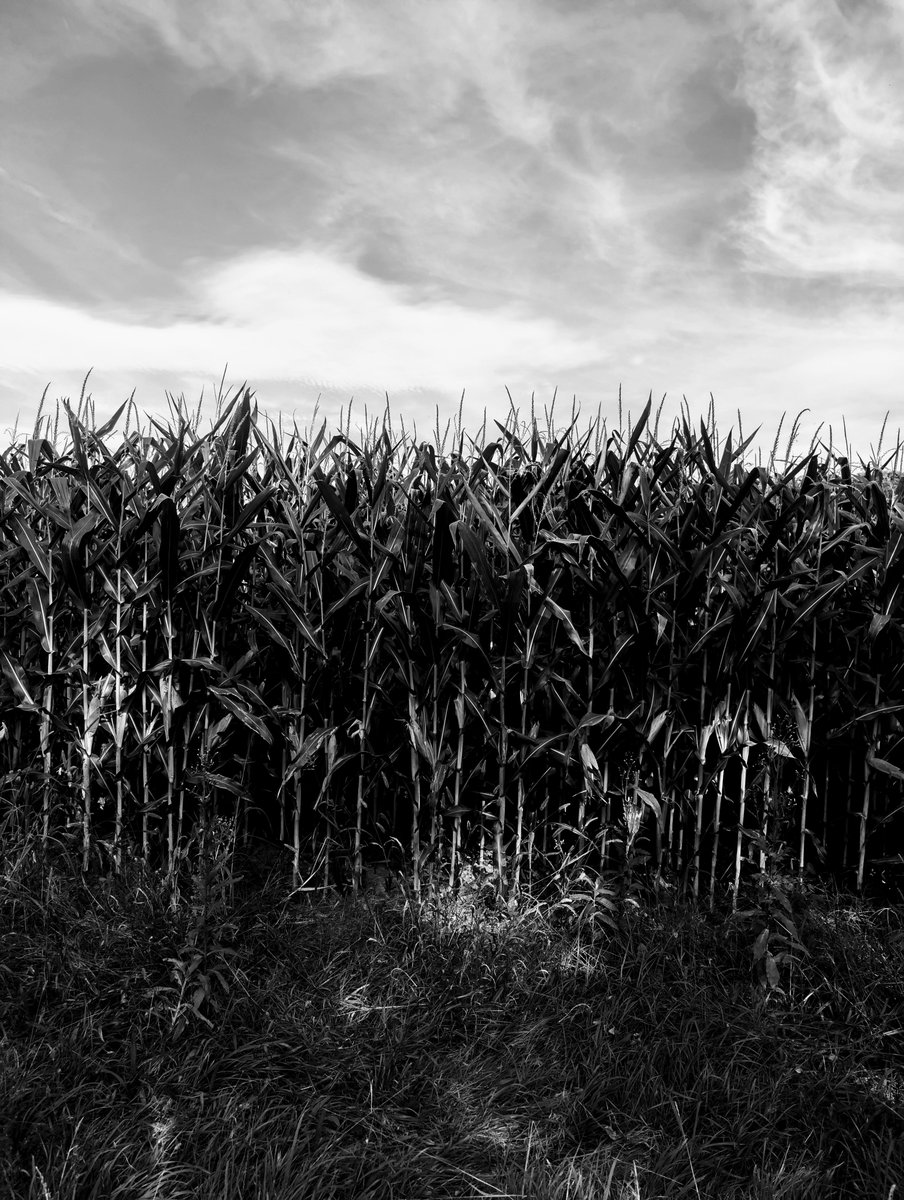 Wayward Studios tweet media