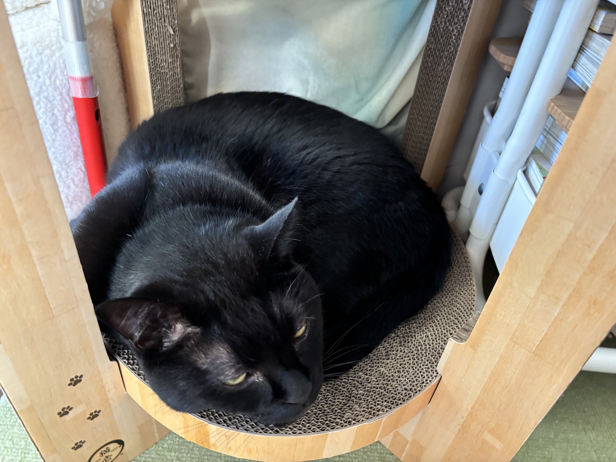 黒猫 一人っコ向き♪お姫様気質の黒猫ちゃん | 雑種（ミックス猫