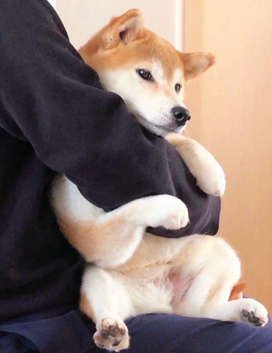 柴犬·͜·♡もも (@momonosekaiii) / X