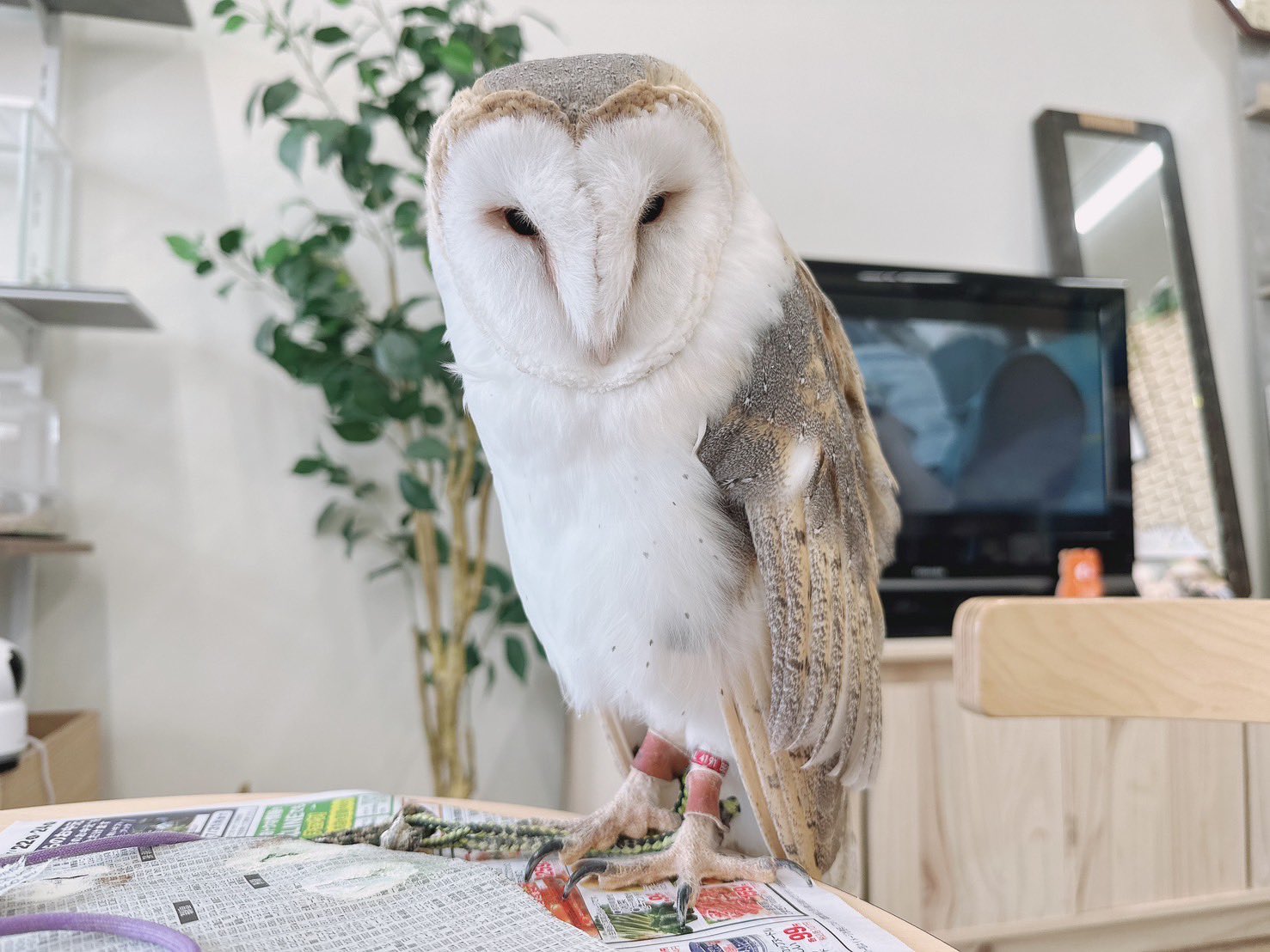 カラフルなフクロウ Amazon.co.jp: KAKISO 30x30 cm カラフルなフクロウカラフルな鳥