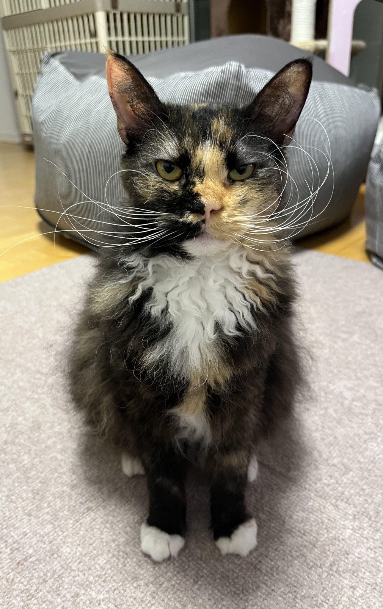 とらねこ とらねこ (@toraneko_777) / Posts / X