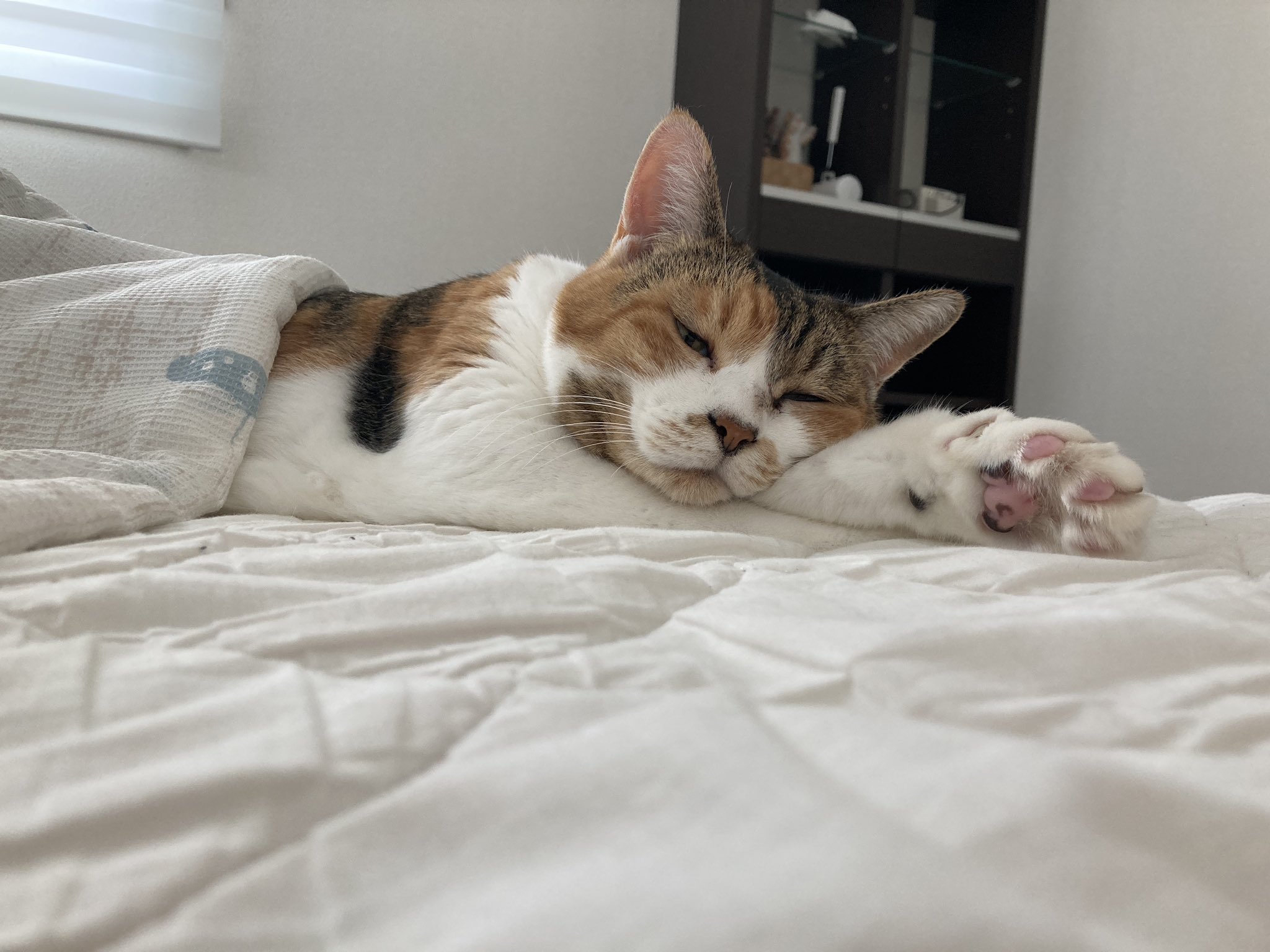 ねこ葉っぱ ねこ肯定感｜抱きまくらLサイズ