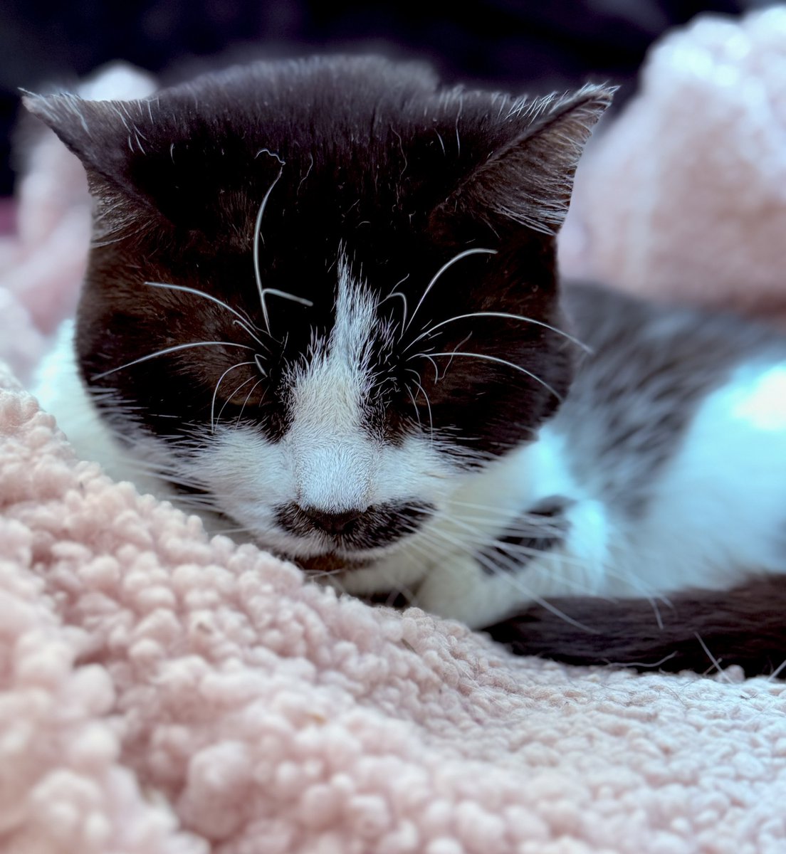 IsaMary2021's tweet image. We are taking care of Eleri Celery Puddy Tat for a week whilst her Mum is away on holiday.  Eleri said, ‘You may feed me but please keep the noise down’ 😳😹🖤🤍🖤 #Eleri #KittyCat #TiredTuesday