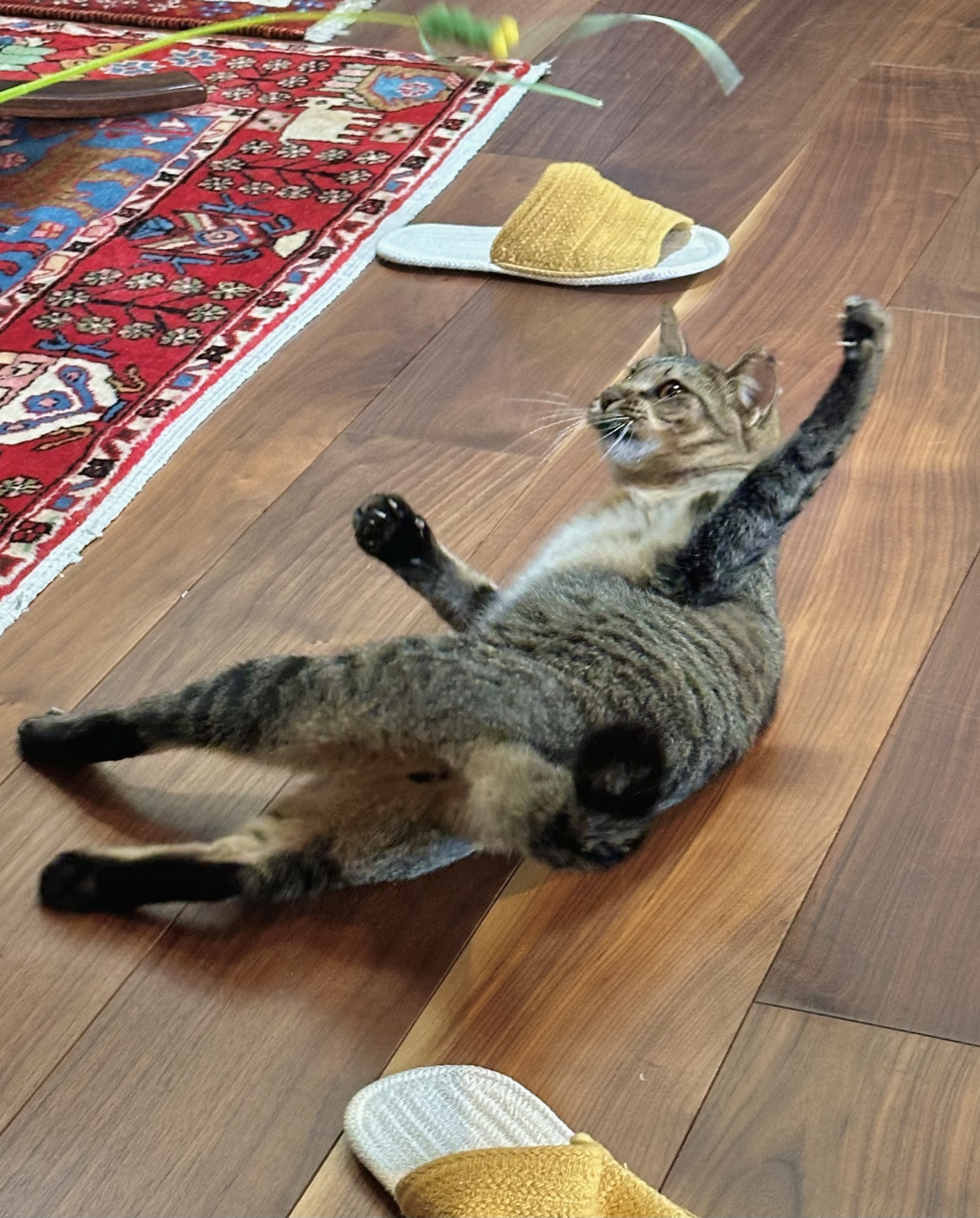 まりもちゃん！と🧌 (@marimo2021915) / X