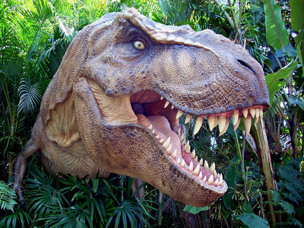 Explore the Largest Variety of Fossils Online — Shipped Worldwide

From rare museum-quality specimens to affordable fossils for collectors, educators, and enthusiasts — we offer the most extensive fossil selection on the internet. Every fossil is authentic, &amp; legally sourced.