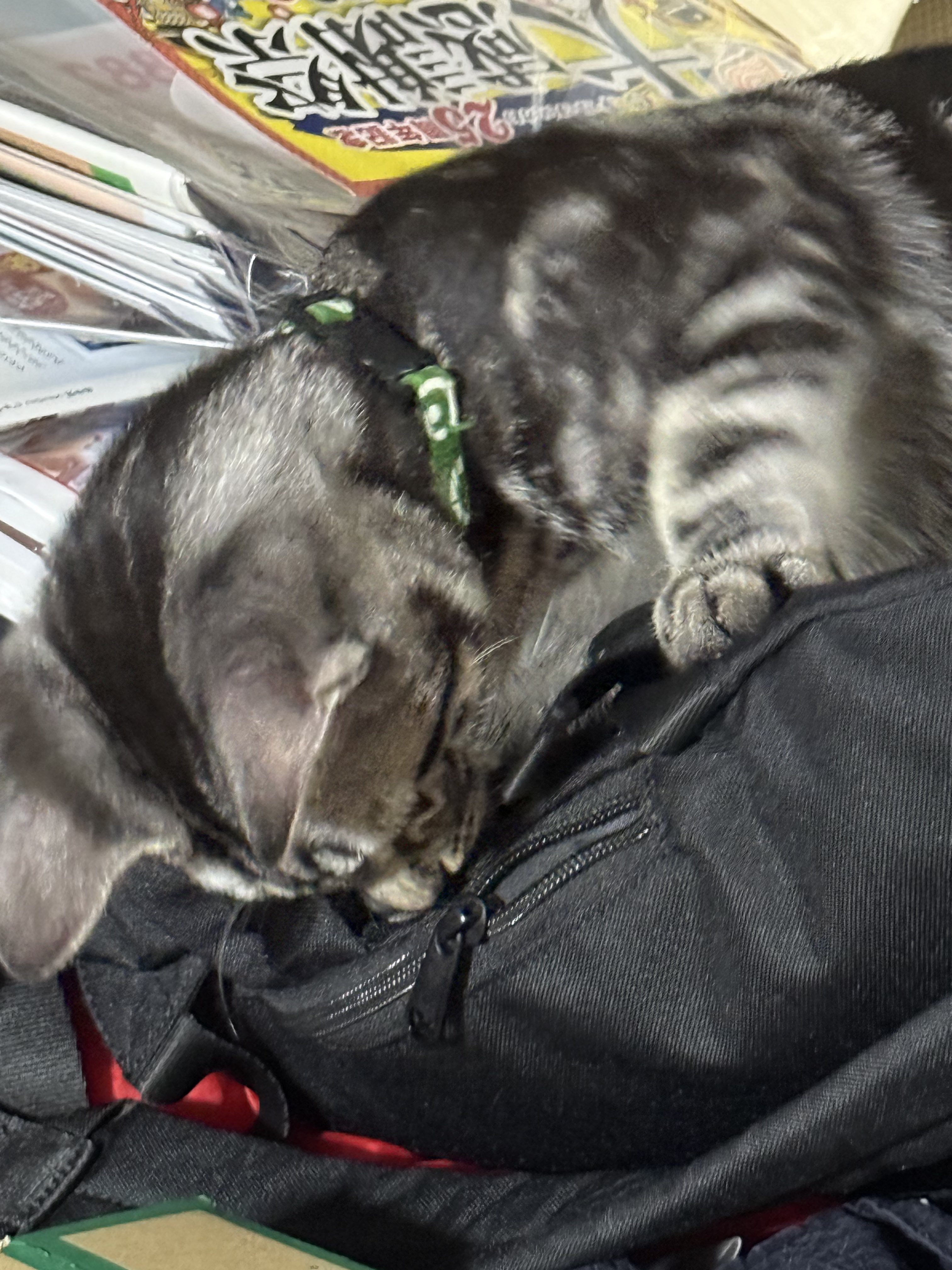 出しすぎちゃった猫 When his beloved sister comes to play, the ex-boss cat gets
