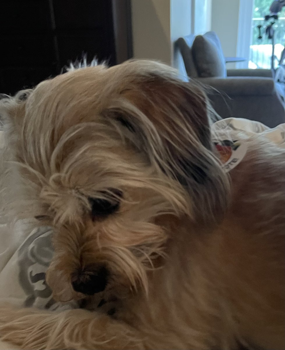 EvansforGeorgia's tweet image. It's National Dogs in Politics Day! While they may not be able to vote, our furry friends offer the best kind of constituent support: unconditional love and endless tail wags. Here's to the loyal companions who make the long days a little brighter. #DogsInPolitics #NationalDogDay