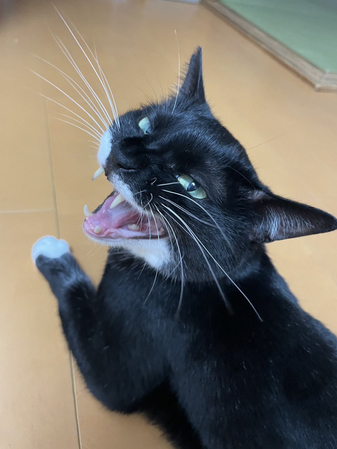 😈はーちゃんさんっ♪💟 on X: 