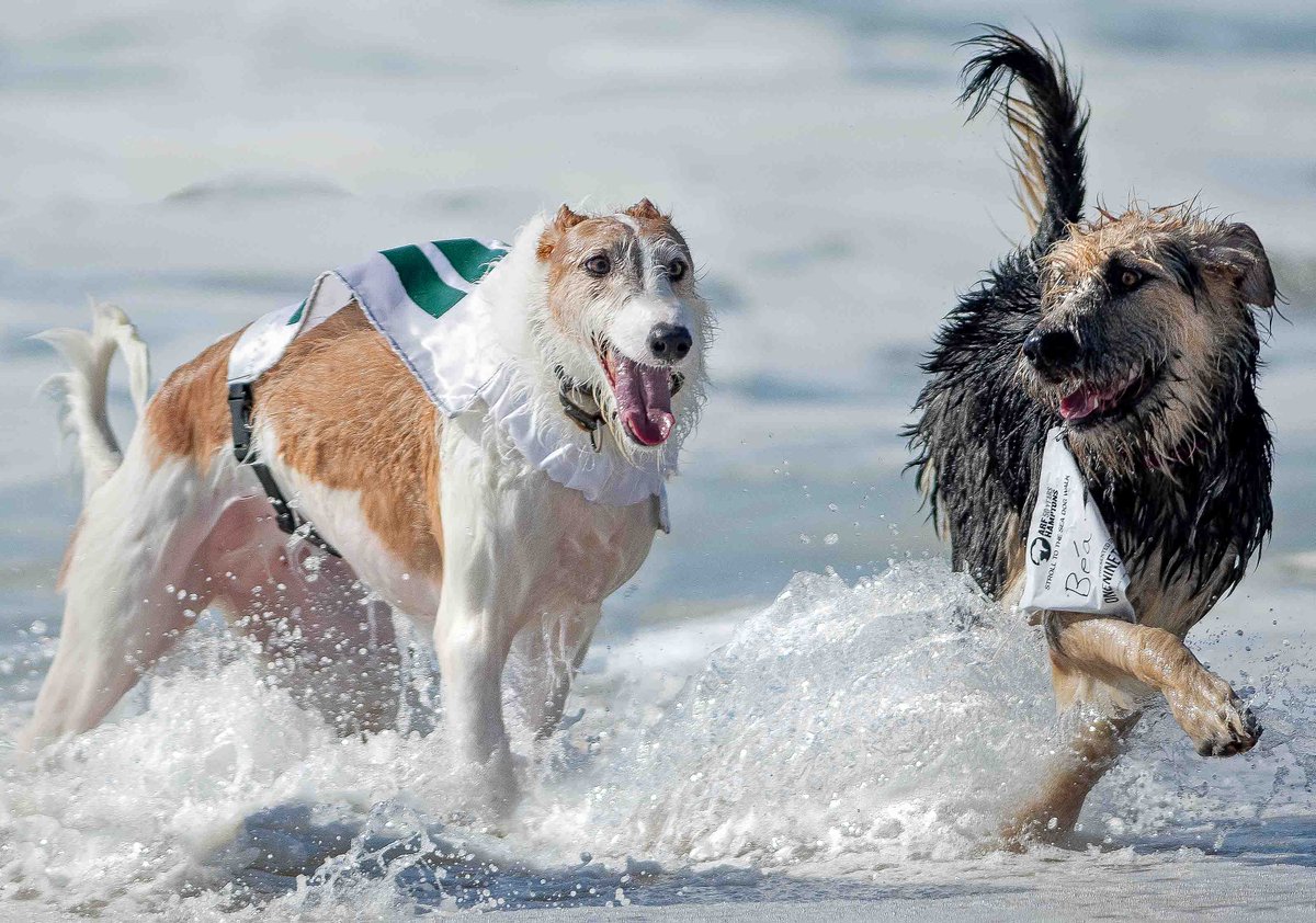 JAMESEDSTROM's tweet photo. #NORAHLAWLOR #ANIMALRESCUE #ARFHAMPTONS #HAMPTONSEVENTS
ARF HAMPTONS GET'S READY FOR WAGGY TAILS FOR THE 32ND ANNUAL STROLL TO THE SEA DOG WALK
https://t.co/UdnaLzQAe9 https://t.co/ePtVFQbLgO