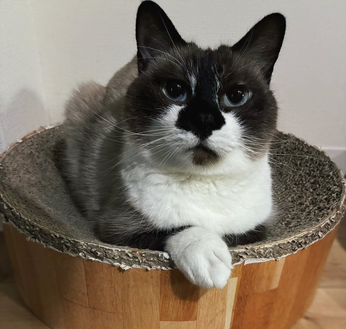 もい (@moiitter) on Twitter photo 