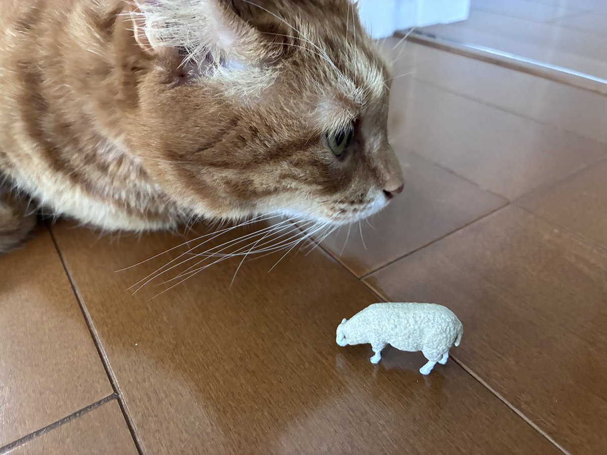 ねことプラモデル (@catandplamo) on Twitter photo  ねことプラモデル (@catandplamo) on Twitter photo