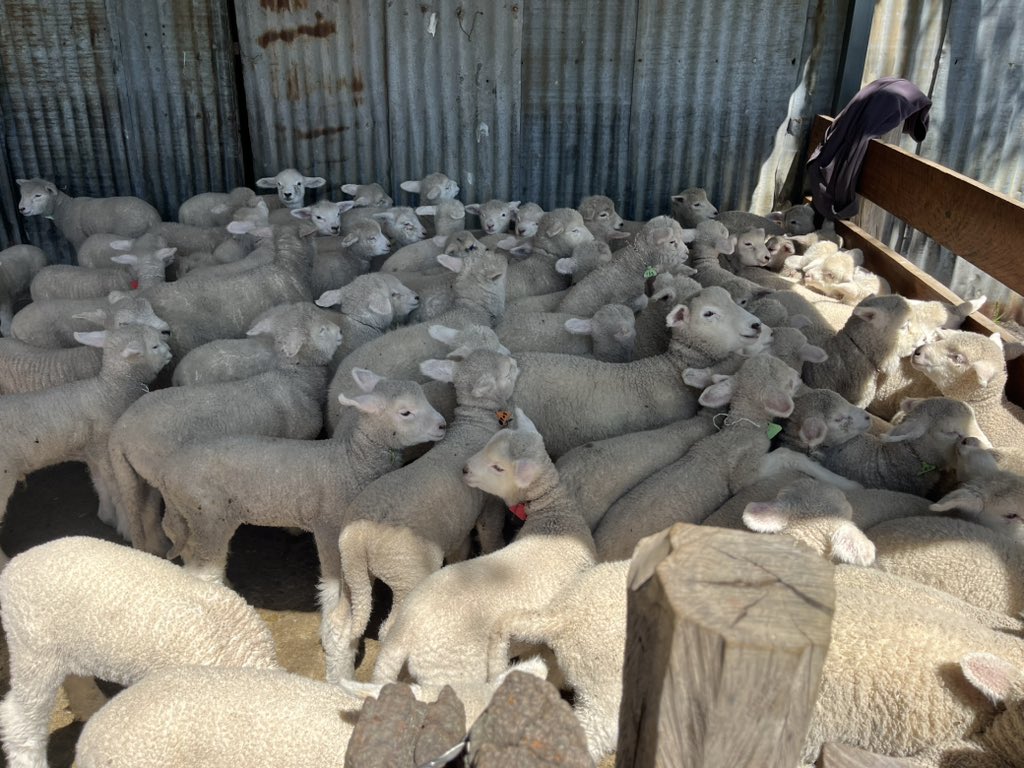 Señalando corderos. Se nos muere el rubro. Lo debemos salvar entre todos. Diversificación, control de malezas, campo natural, y un excelente negocio. No podemos esperar más