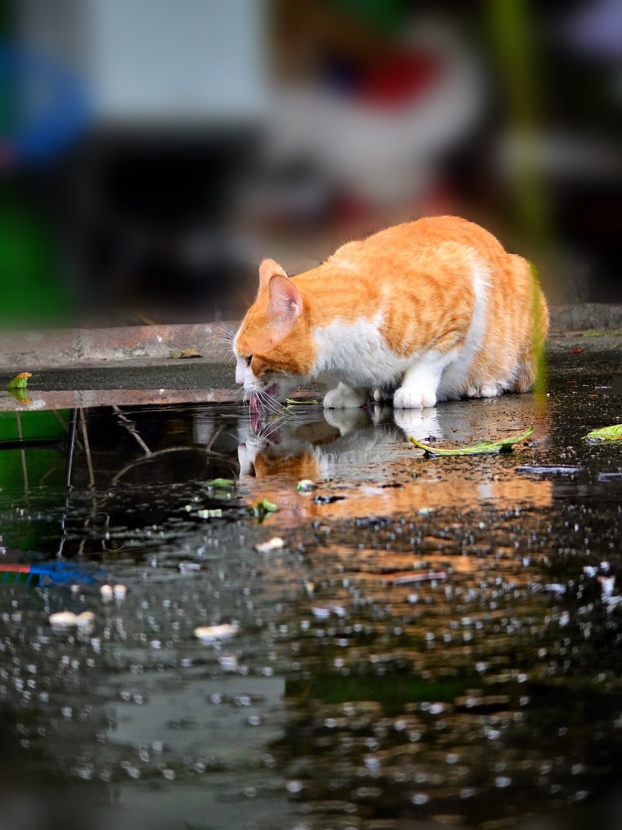 Hi iam new here, Johannes is my name and this is my friend Mango.