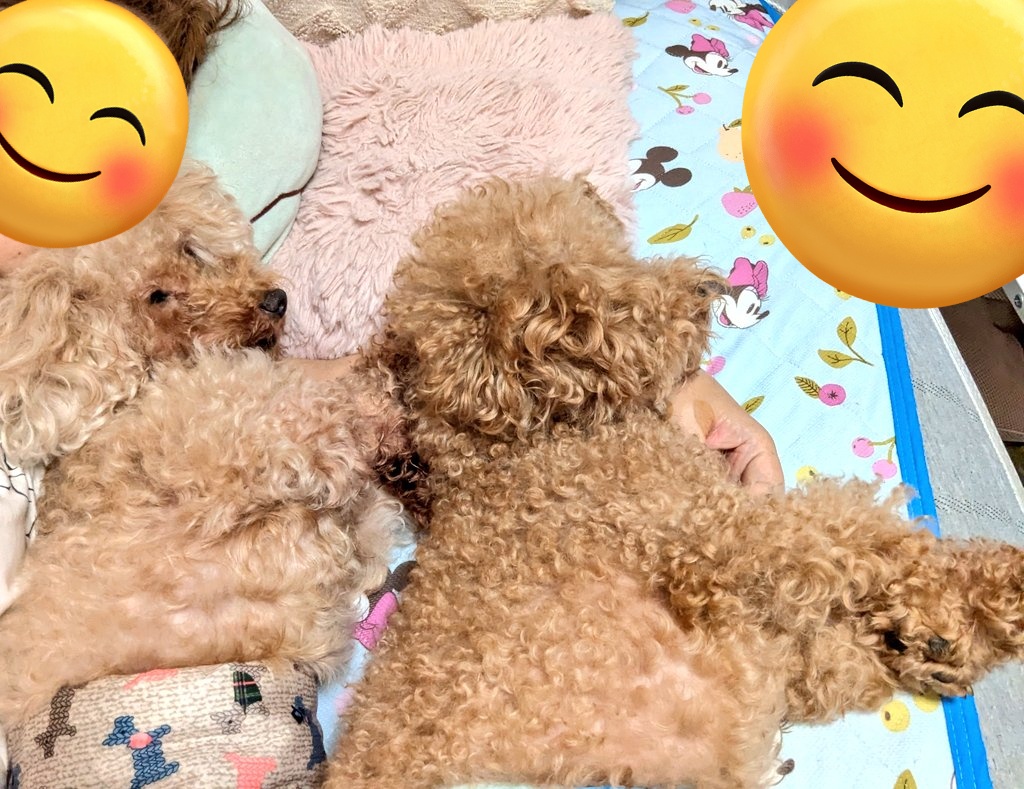 ももたん 超萌兔 チムたん S|【ぬいぐるみのセキグチ】メーカー公式通販