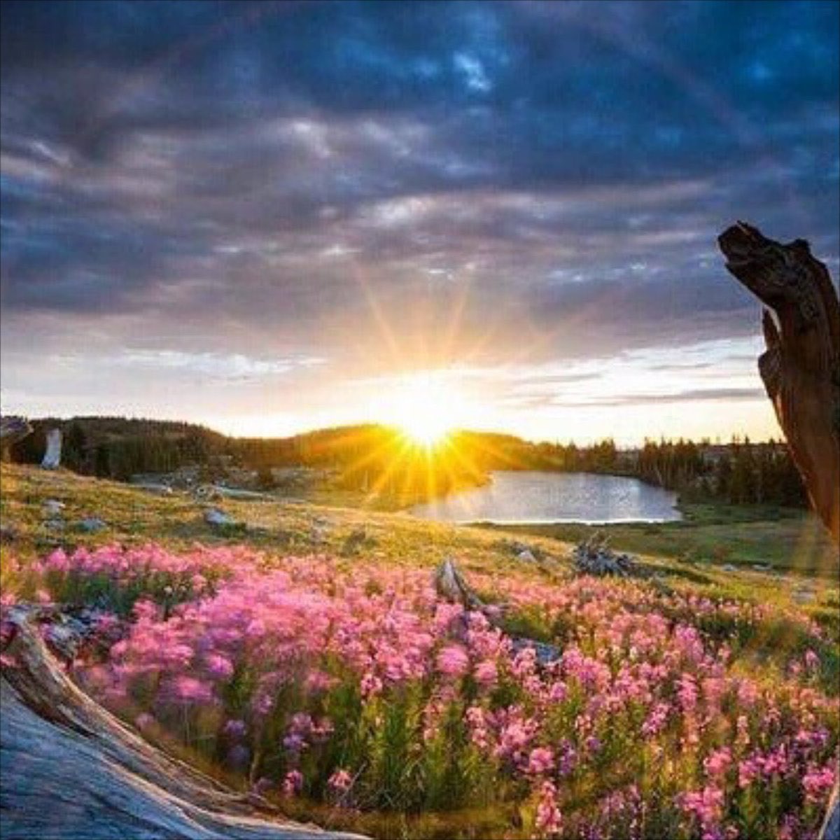 “عاهدتُك يا نفسي ….!!
أن تكون هذه السنة سنة النهوض، سنة بناء الأحلام والسعي خلف الأهداف، 
سنة أثبت فيها أنني أقوى من كل سقوط، 
وأجمل من كل خيبة، 
وأقرب من أي وقت مضى 
لتحقيق ما أستحق.