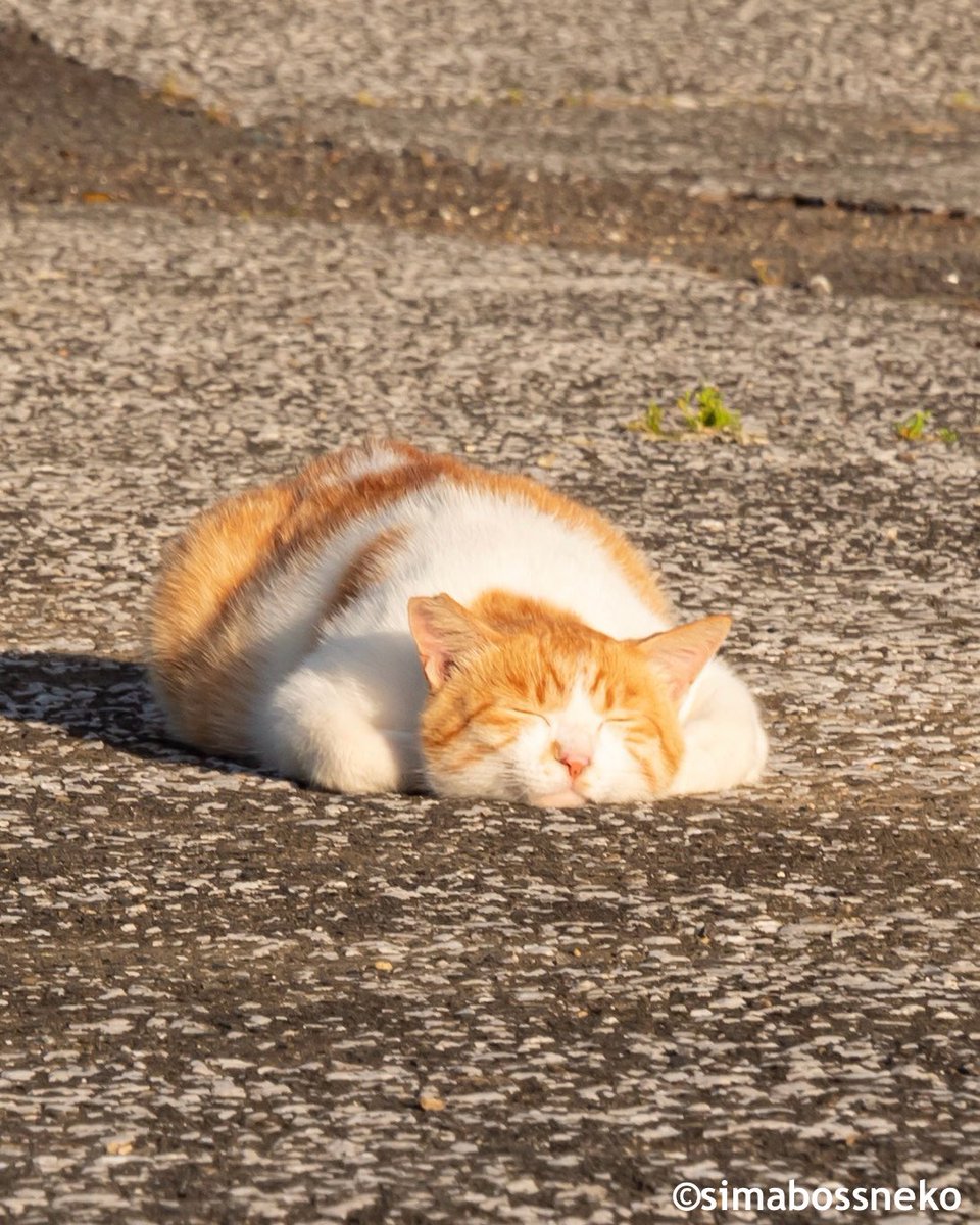 simabossneko 写真集「島にゃんこ」発売中 tweet media