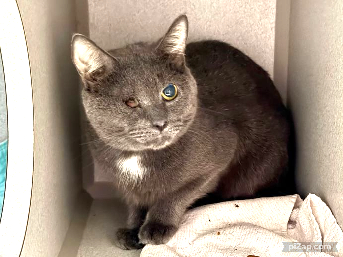 NYC's DEATH ROW CATS tweet media
