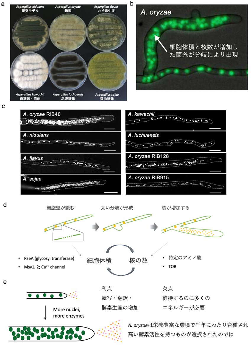 【研究成果】麹菌の酵素生産能の高さは菌糸細胞体積と核数の増加による
a.u-tokyo.ac.jp/topics/topics_…
#東京大学 #農学部 #麹菌 #細胞生物学 #応用生命工学