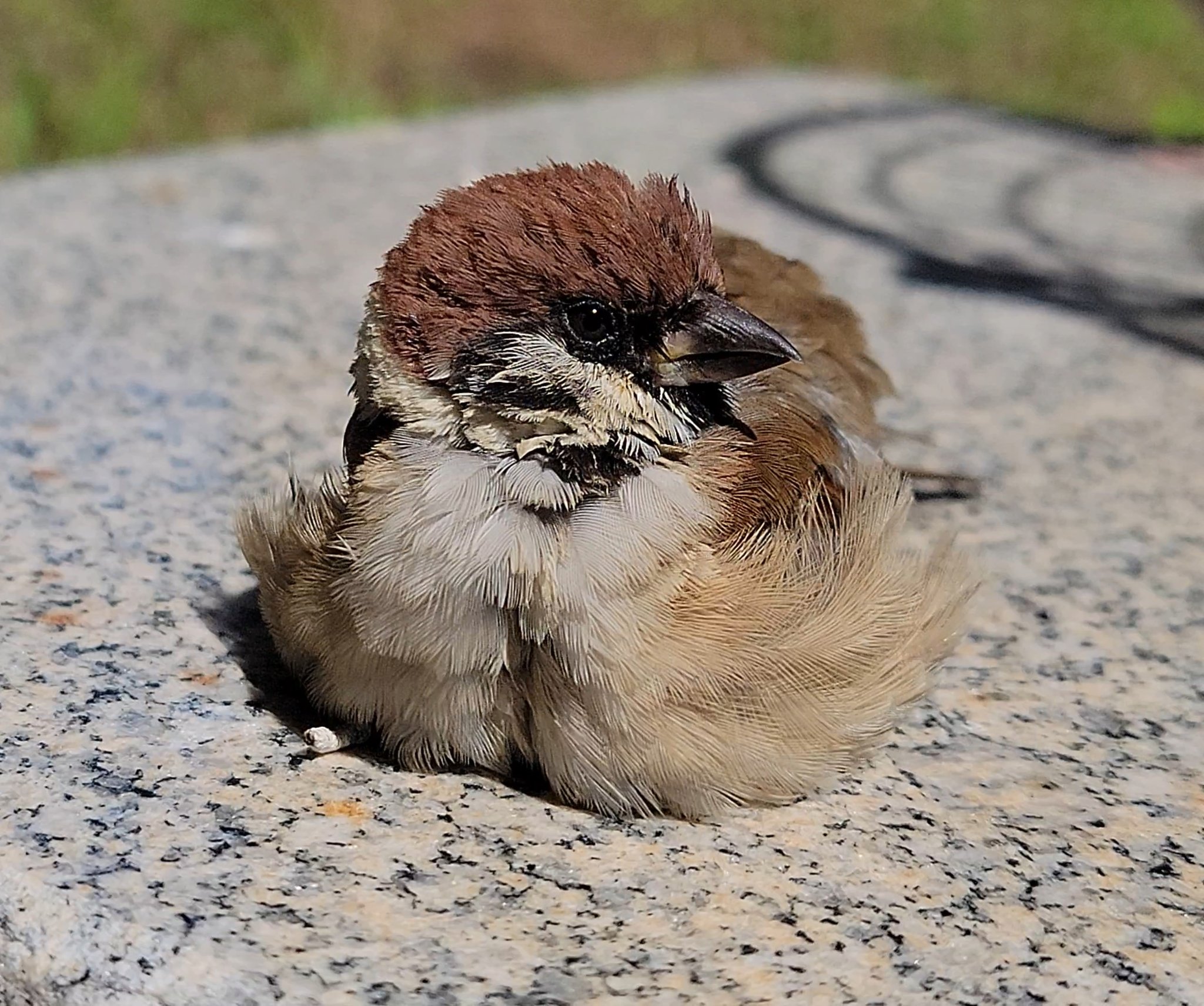 ぴぴぴ様 Amazon.co.jp: Z/X ゼクス カード 爛漫な焙烙玉 向日葵 (UC