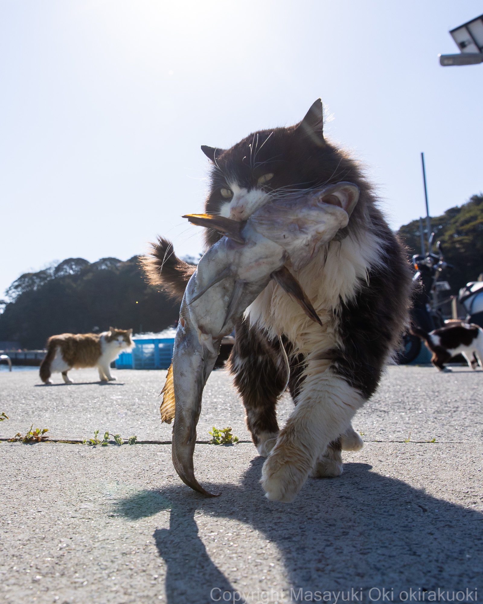 きー　おもしれー猫 セット ミドリ レターセット 黒猫 / ネコ ねこ 便箋 封筒 封緘シール