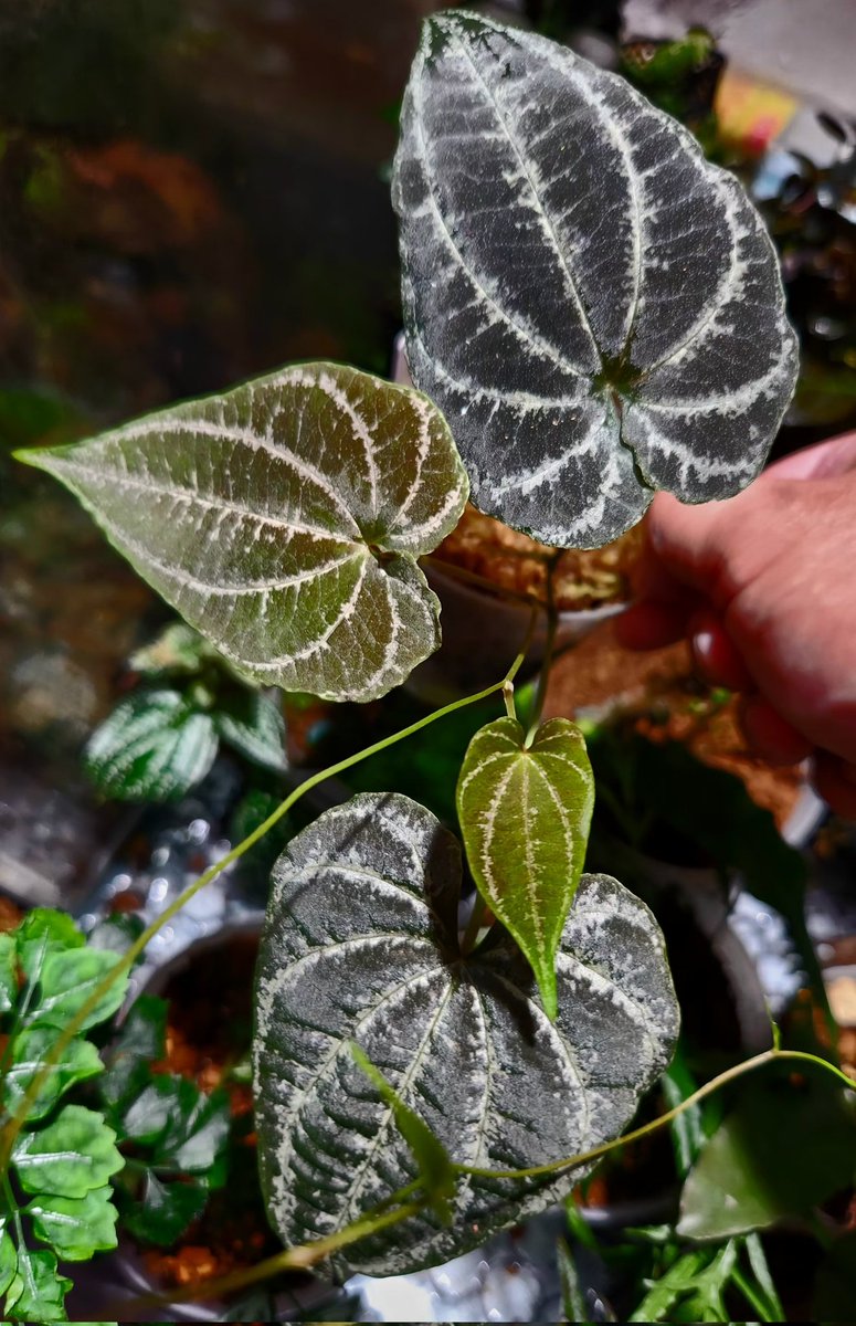 xdrcr454's tweet image. やり直し中のかっこいいやつ
Dioscorea sp.
Iquitos Peru【tanakay】
#Dioscorea