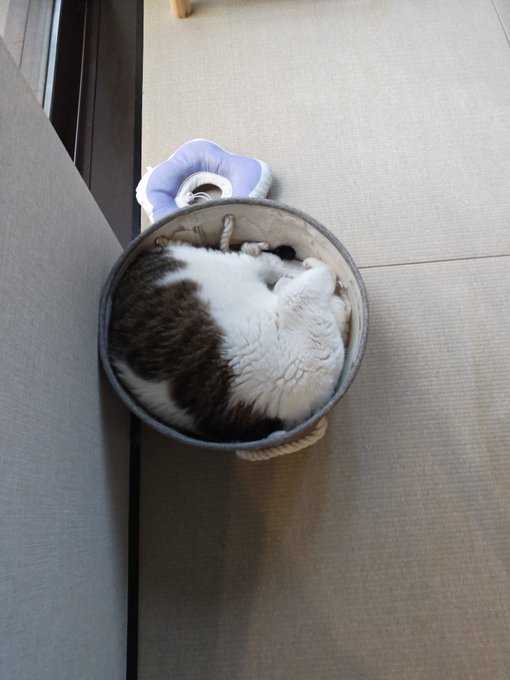 猫が夜泣きしてあやしてたらなんだか寝不足

‥‥気持ち良さそうに寝てやがるぜ! 