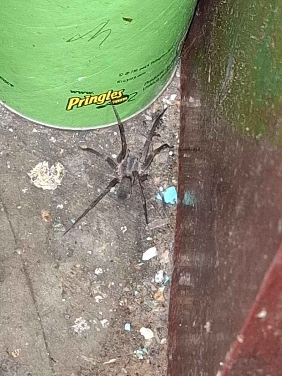 Boskyat's tweet photo. .@Arachno_Cosas ¿Es momento de quemar la casa? https://t.co/KoeQQ0xHzm