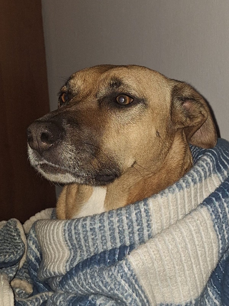 23 de septiembre - Día del perro adoptado 🎉🎉🥳